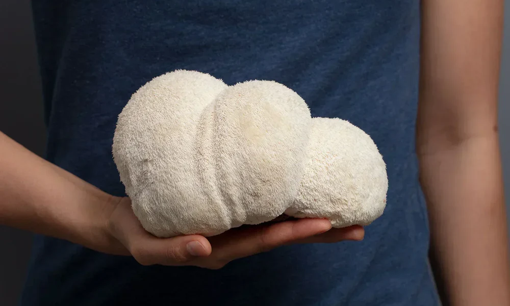 Can Lion's Mane Mushroom Grow New Brain Cells?